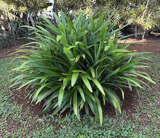 Pandan